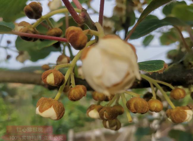 獼猴桃花粉價格多少錢一克