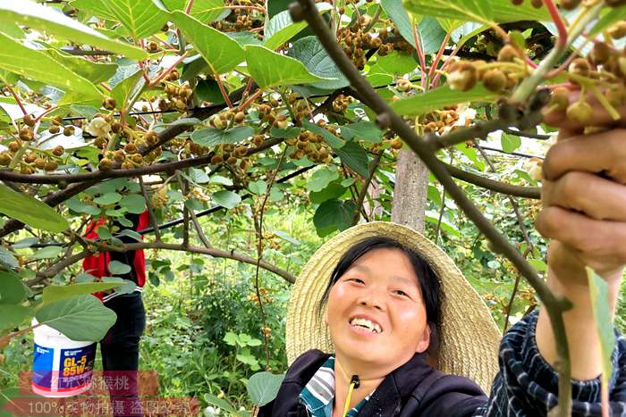 picking kiwi flowers