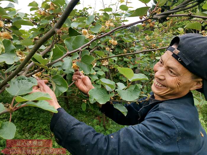 貴州獼猴桃公樹(shù)基地