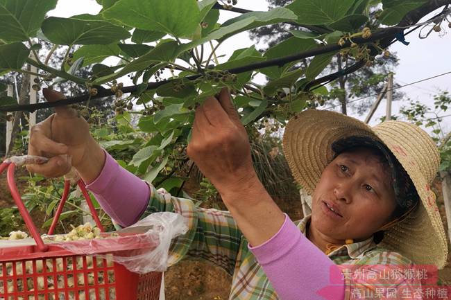 紅心獼猴桃花粉