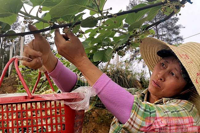 picking kiwi flowers