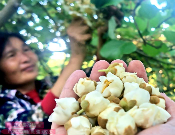 picking kiwi flowers