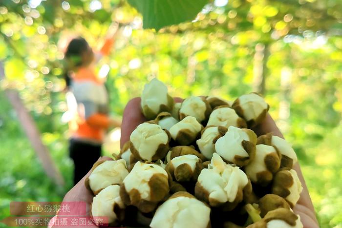 picking kiwi flowers