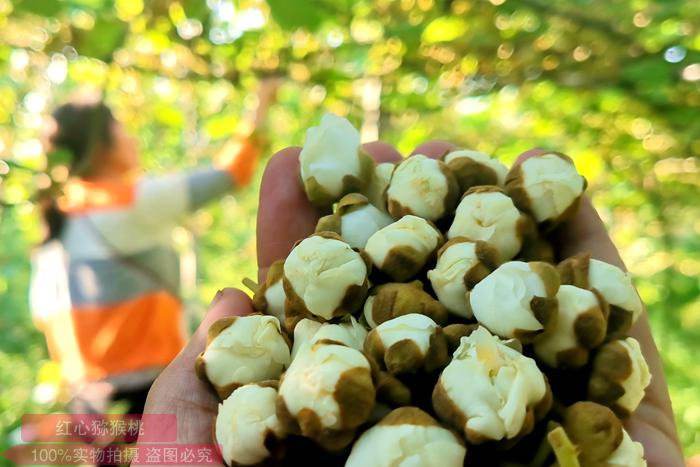 The highest quality kiwi male flower buds