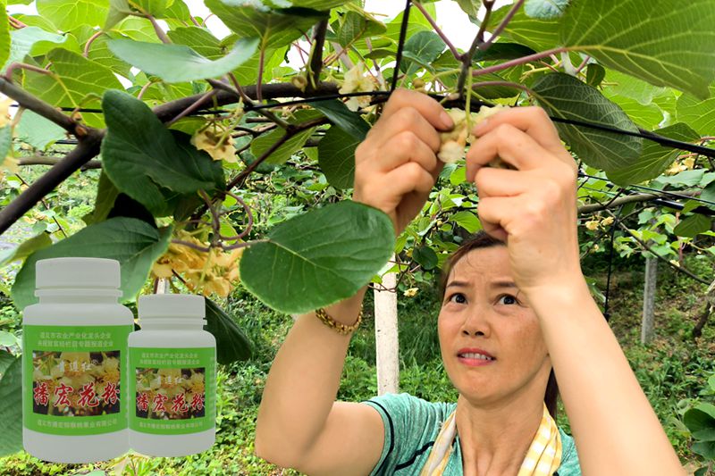 Kiwi Fruit Pollination