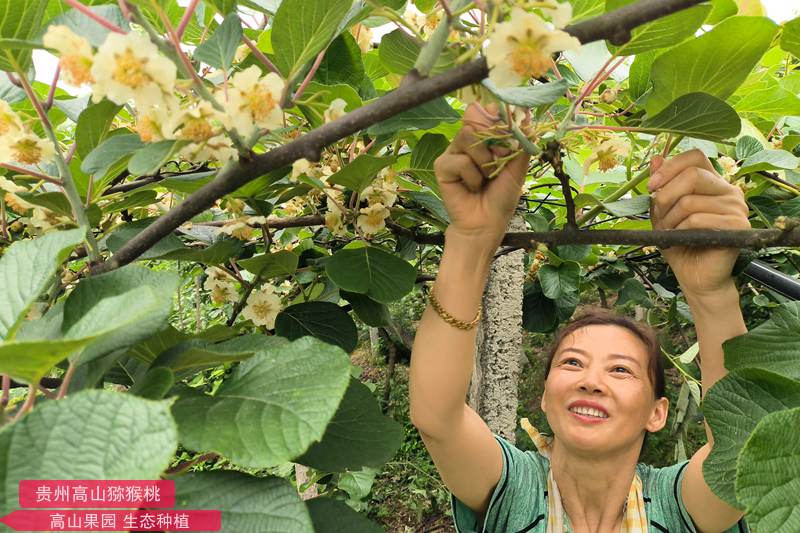 picking kiwi flowers