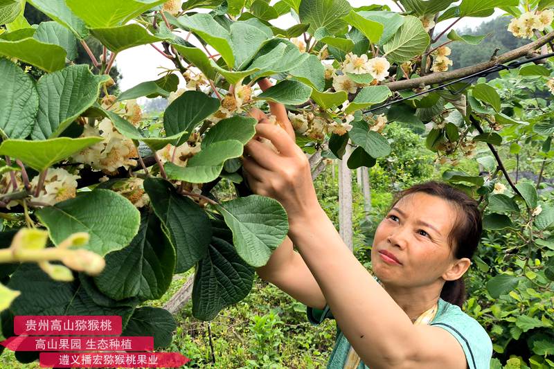 正常采摘獼猴桃花蕾