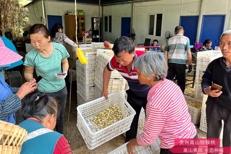 獼猴桃鮮花收購 獼猴桃鮮花收購