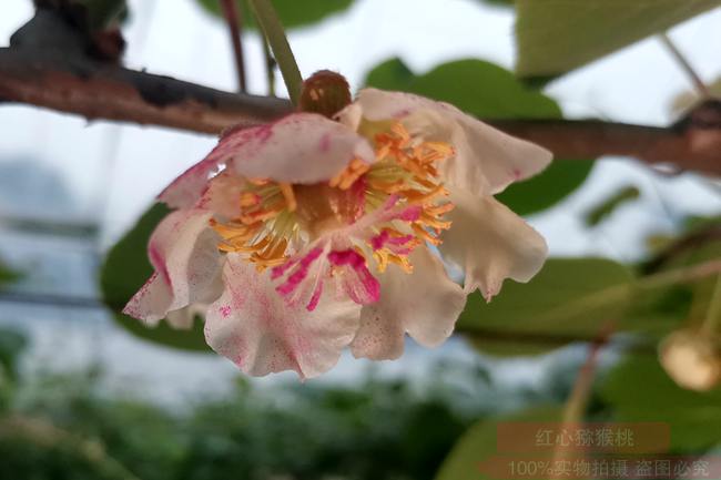 kiwi blossoms that have completed pollination