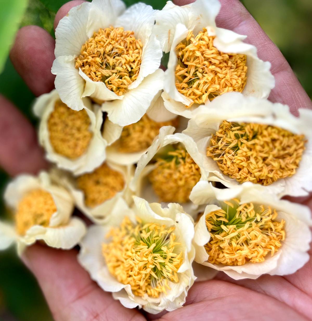 播宏獼猴桃花粉