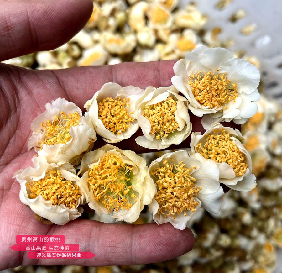 Making pollen from kiwifruit flowers