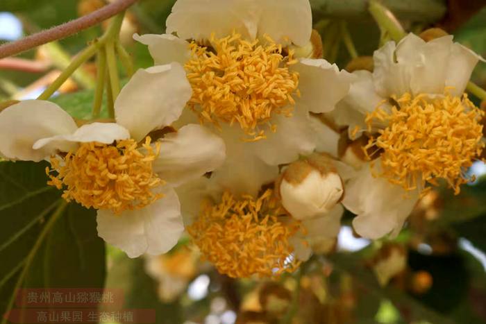 Kiwifruit male flowers