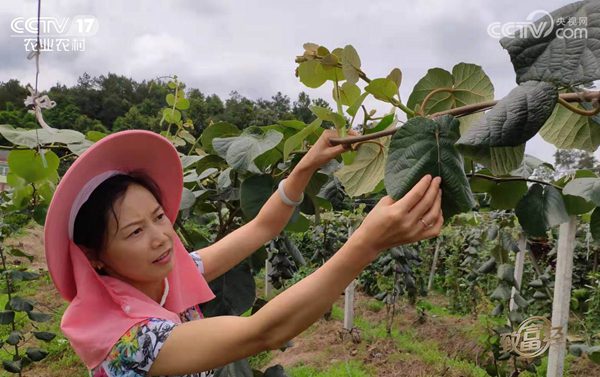 sungold陽(yáng)光金果