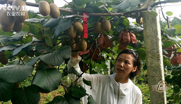 四川廣元蒼溪紅心獼猴桃