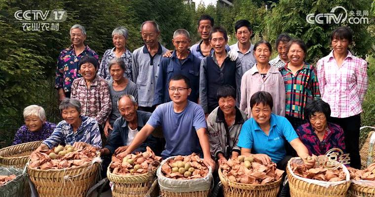 三岔獼猴桃采摘