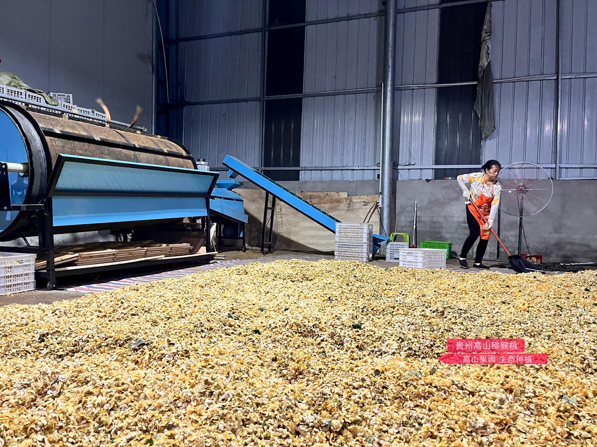 male kiwifruit pollen Processing plant