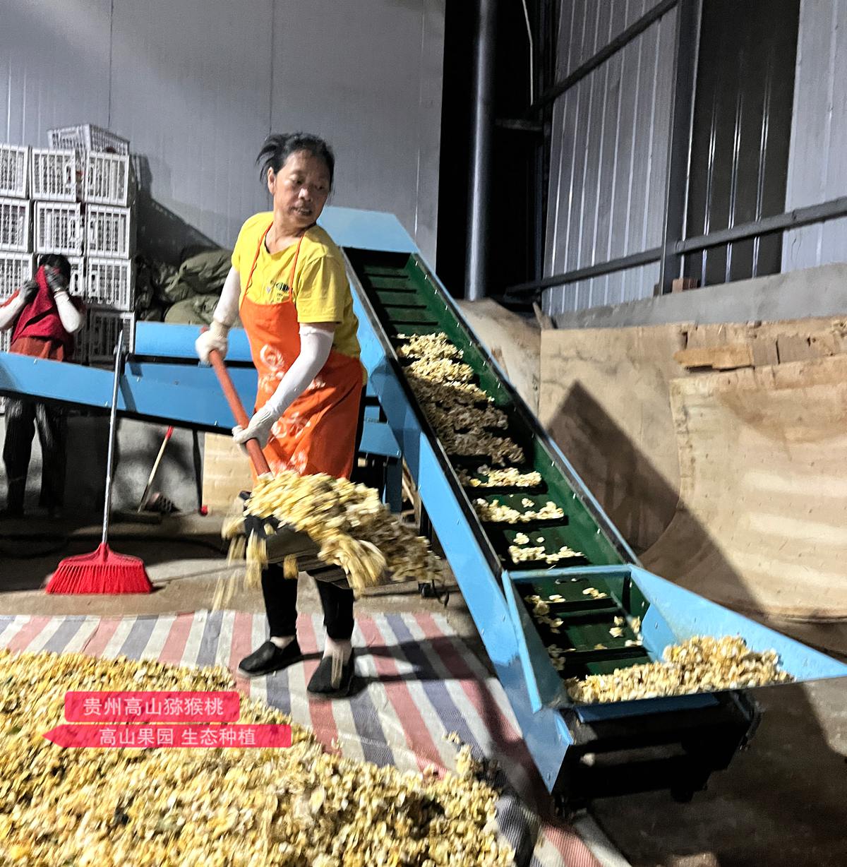 male kiwifruit pollen Processing plant