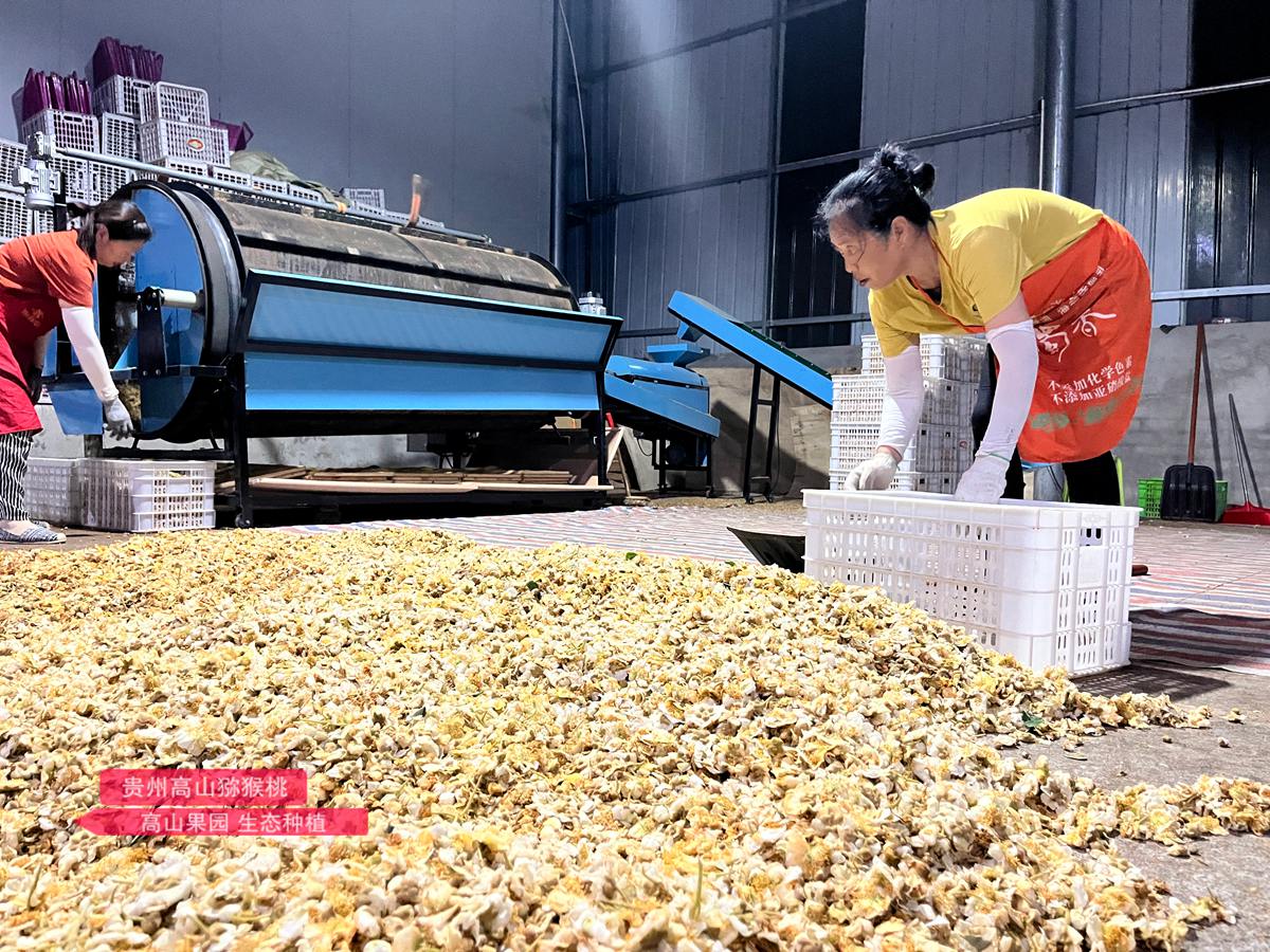 male kiwifruit pollen Processing plant