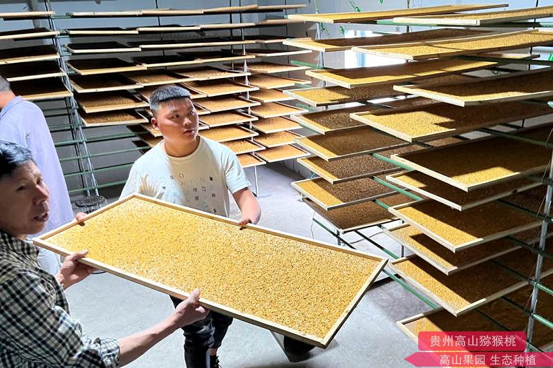 獼猴桃花藥烘干過程 獼猴桃花藥烘干過程