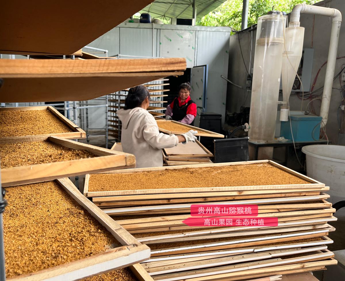 male kiwifruit pollen process