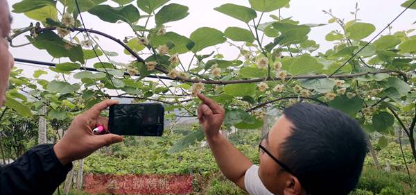 獼猴桃花粉授粉技術(shù)