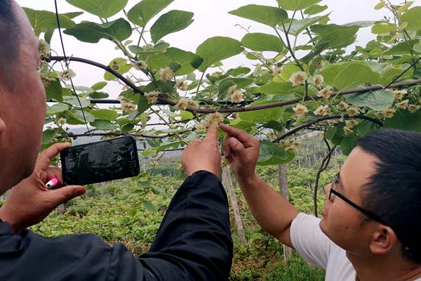 picking kiwi flowers