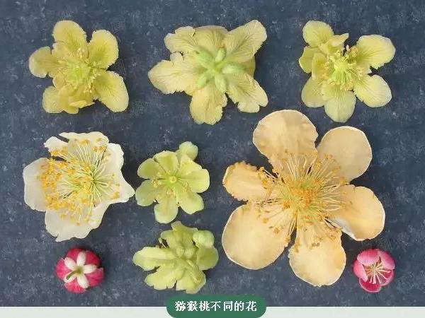 不同品種的獼猴桃花