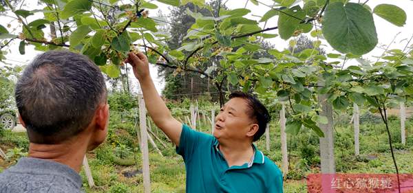 湖南紅心獼猴桃栽培技術(shù)