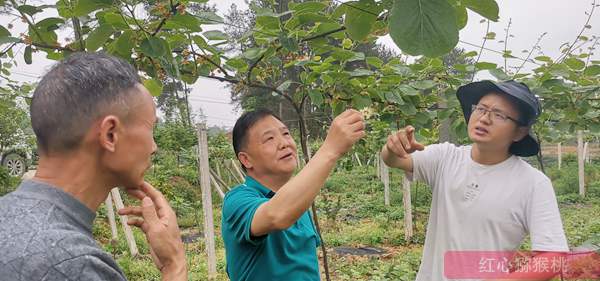 貴州高山有機紅心獼猴桃認(rèn)養(yǎng)