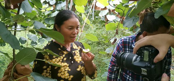 獼猴桃認養(yǎng)私人訂制