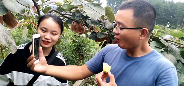 獼猴桃認養(yǎng)私人訂制