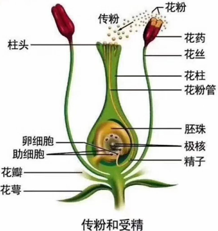 獼猴桃威爾遜