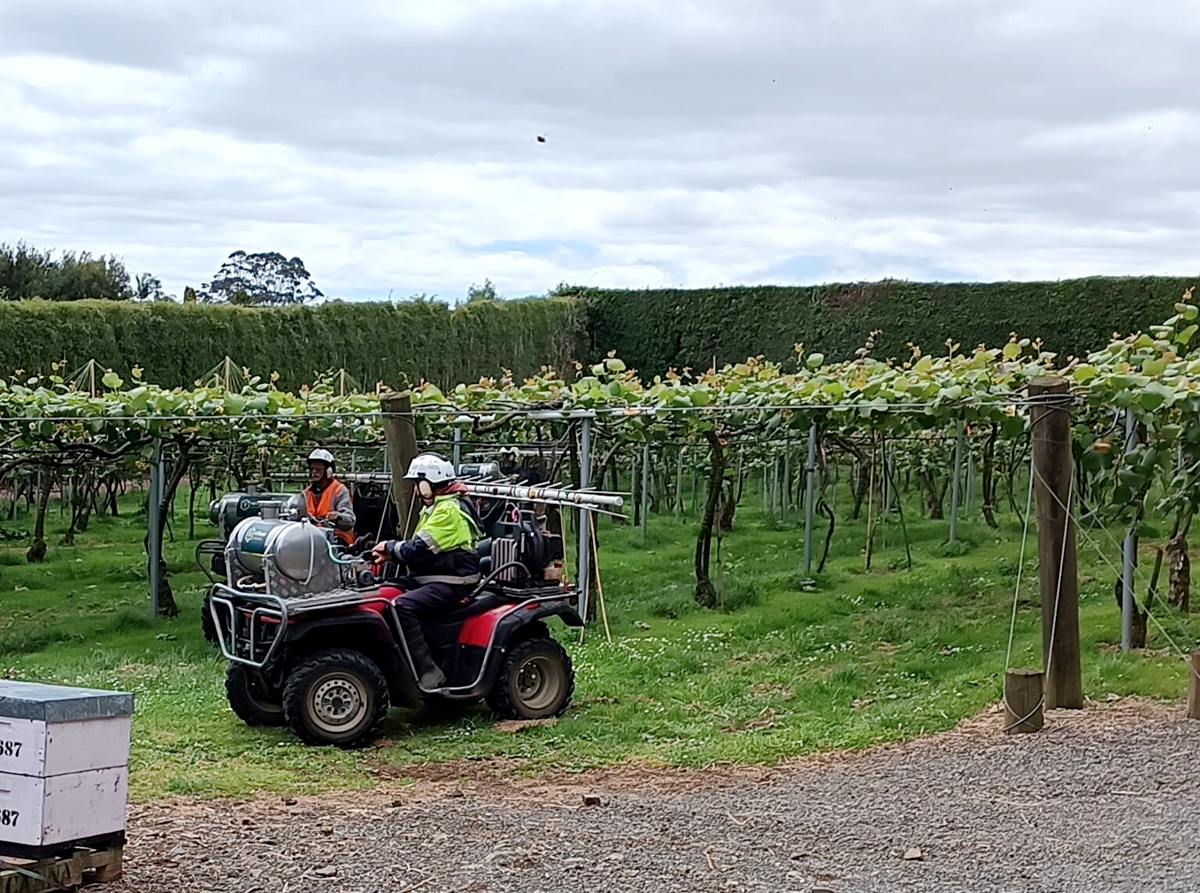 kiwi fruit orchard