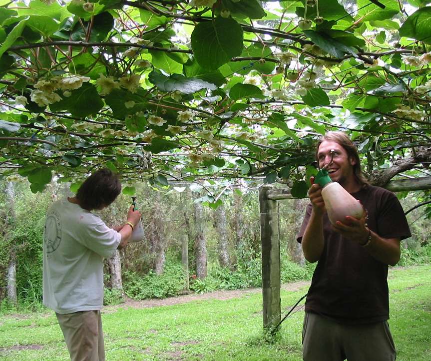 Kiwi Pollination