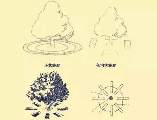 秋施獼猴桃“月子肥”作用巨大，你知道不？秋季施肥技術(shù)