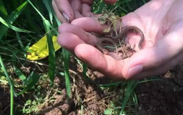 獼猴桃種植技術(shù)