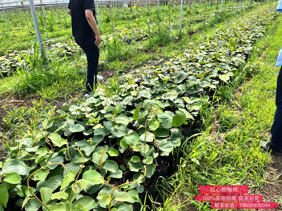 獼猴桃營養(yǎng)缽苗