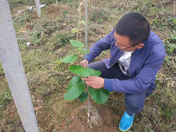 全球獼猴桃栽培面積