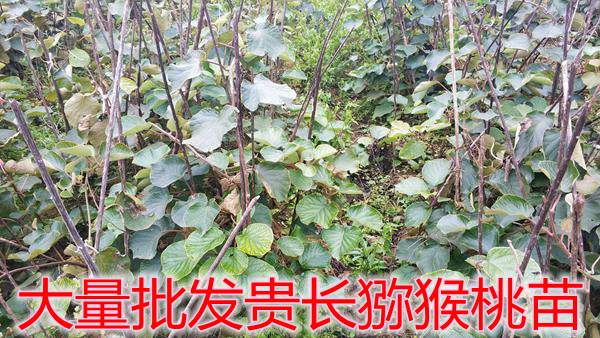 貴長獼猴桃苗批發(fā)