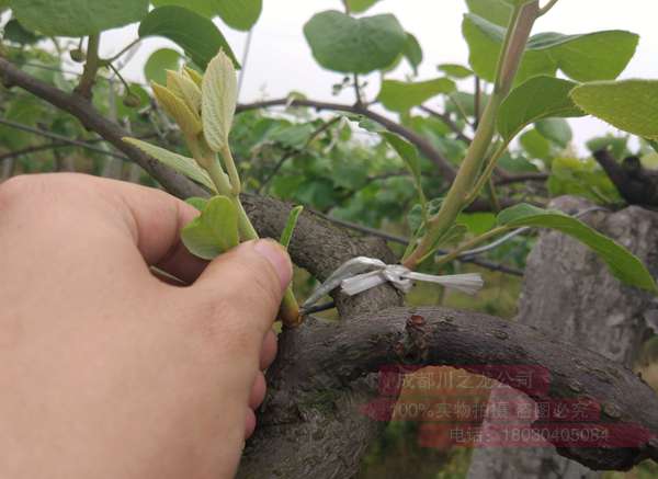 教你獼猴桃抹芽技術(shù)