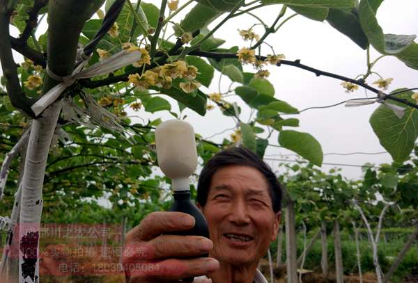 獼猴桃花粉授粉技術