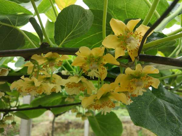 紅心獼猴桃開(kāi)花