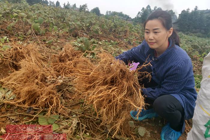 獼猴桃苗什么時間栽種幾月份