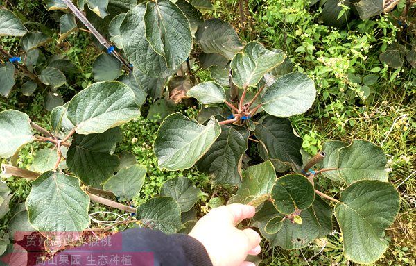 湖南米良獼猴桃苗