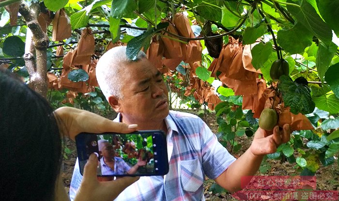 下面和大家說說獼猴桃種植大面積為什容易虧損