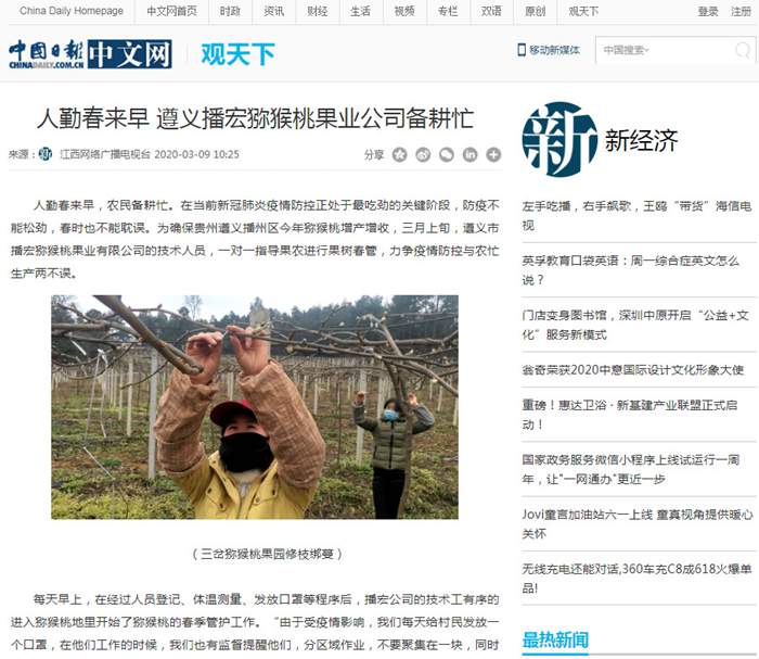 陽(yáng)光金果苗