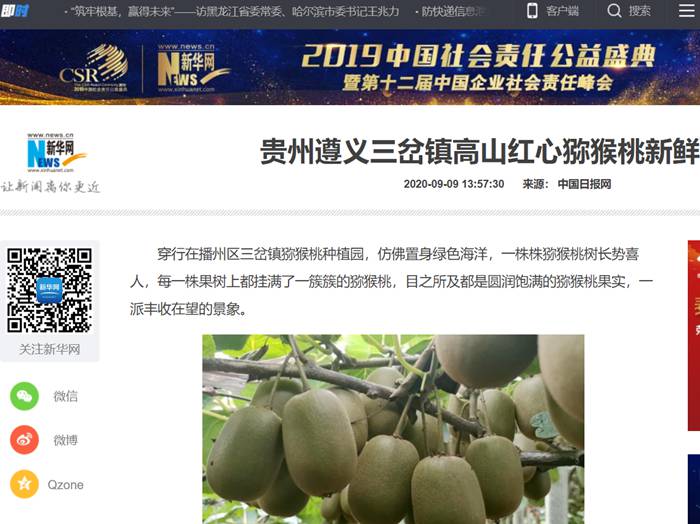 陽(yáng)光金果苗