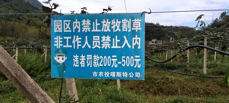 播州區(qū)三岔鎮(zhèn)獼猴桃 播州區(qū)三岔鎮(zhèn)獼猴桃