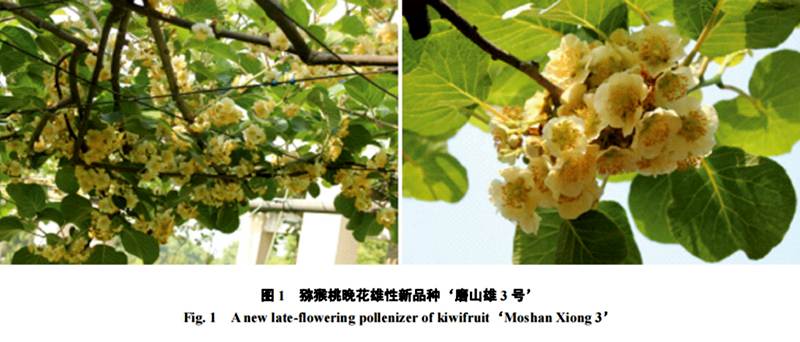 磨山三號雄株公樹 磨山三號雄株公樹