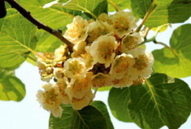 磨山三號雄株公樹 磨山三號雄株公樹